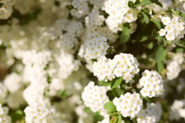 Alyssum spirea (Spiraea) çalılığı ve yaz bahçesinde fotokopi alanı. Sarı merkezli beyaz küçük çiçekler - hızlı büyüyen yaprak döken çalılar çoğunlukla ilkbahar veya yaz aylarında büyüleyici çiçekleri için yetişir