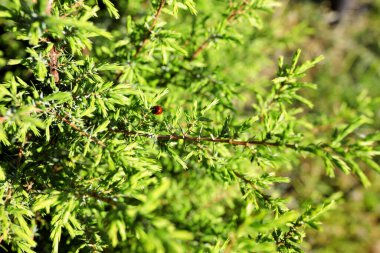 Bahçedeki yeşil ardıç dalında fotokopi alanı olan uğur böceği. Sıcak yaz