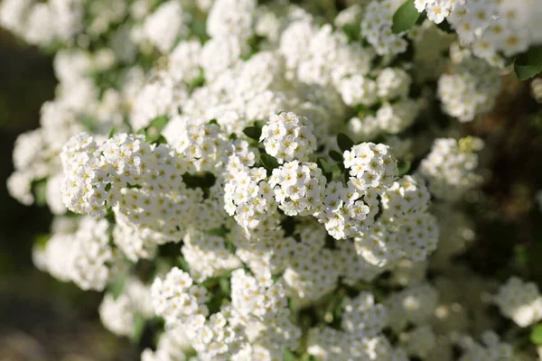 Alyssum Spirea Spiraea Bush Copy Space Summer Garden White Small — Stock Photo, Image
