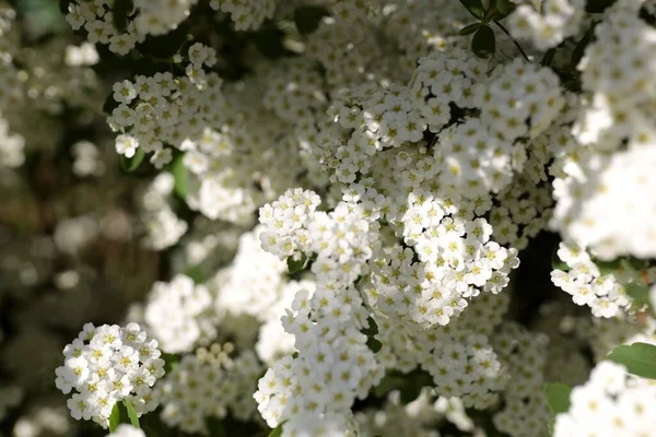 Alyssum spirea (Spiraea) çalılığı ve yaz bahçesinde fotokopi alanı. Sarı merkezli beyaz küçük çiçekler - hızlı büyüyen yaprak döken çalılar çoğunlukla ilkbahar veya yaz aylarında büyüleyici çiçekleri için yetişir