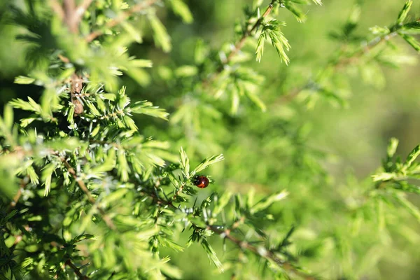 Mariquita Rama Enebro Verde Jardín Con Espacio Copia Verano Caliente —  Fotos de Stock