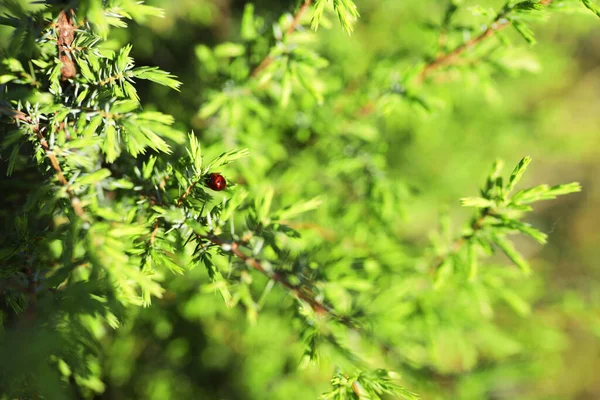 Bahçedeki Yeşil Ardıç Dalında Fotokopi Alanı Olan Uğur Böceği Sıcak — Stok fotoğraf