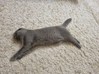 Gri İskoç kedisi puma sporu sembolü gibi yerde uyuyakalıyor.. 