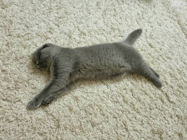 Gri İskoç kedisi puma sporu sembolü gibi yerde uyuyakalıyor.. 