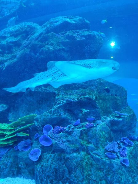 DUBAI, UAE - April 22, 2021: stingray fish and others in Dubai Aquarium and Underwater Zoo in the Dubai Mall, (world's largest shopping mall) oceanarium tunnel, tropical fish on a coral reef