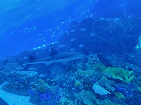 Dubai Vae April 2021 Pijlstaartvis Anderen Dubai Aquarium Onderwaterdierentuin Het — Stockfoto