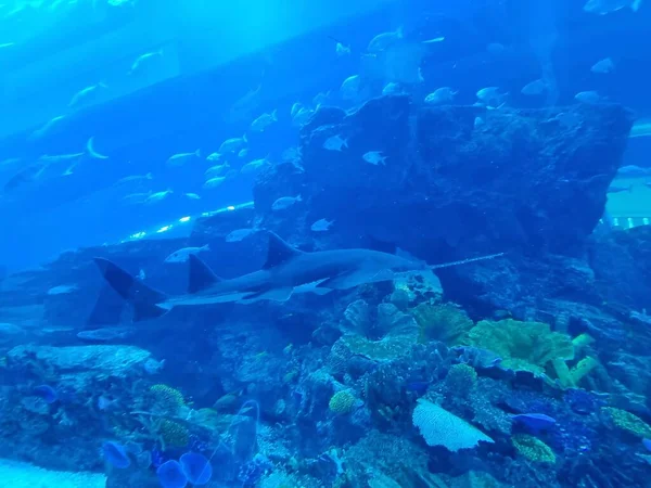 ドバイ アラブ首長国連邦 2021年4月22日 ドバイ水族館やドバイモールの水中動物園 世界最大のショッピングモール 海洋水族館トンネル サンゴ礁の熱帯魚 — ストック写真