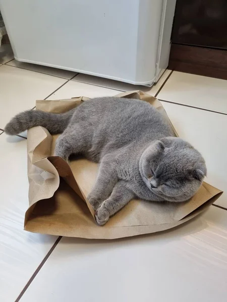 Грайливий Сірий Шотландський Кіт Лежить Підлозі Кухні Паперовій Сумці Кіт — стокове фото