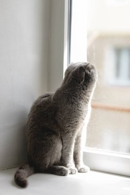 Güzel İskoç kıvrımlı steyşın tüylü, turuncu gözlü kedi güneşli bir günde pencere eşiğinde rahatça dinleniyor. Sıcak resim tonu. Evcil hayvanlar önemser. Dünya kedi günü. Kedilerle ilgili web siteleri için görüntü. 