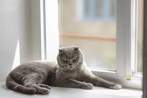 Linda Cinza Escocês Fold Gato Fofo Shorthair Com Olhos Alaranjados — Fotografia de Stock