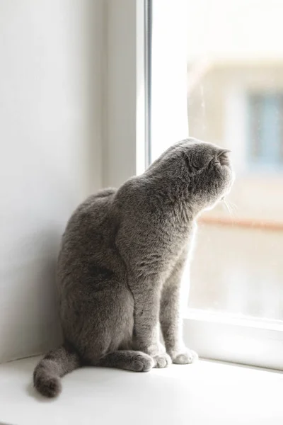 Kucing Berbulu Halus Berwarna Abu Abu Skotlandia Yang Cantik Dengan — Stok Foto