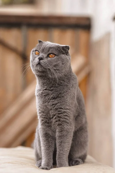 Portret Van Grijze Schotse Vouw Steno Pluizige Kat Met Oranje — Stockfoto