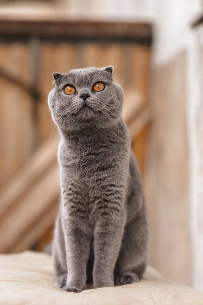 Retrato Gris Escocés Pliegue Taquigrafía Esponjoso Gato Con Los Ojos — Foto de Stock