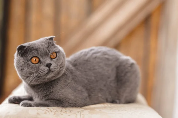 Hermoso Gris Escocés Pliegue Taquigrafía Esponjoso Gato Con Naranja Ojos —  Fotos de Stock