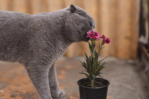Όμορφη Γκρι Scottish Fold Χνουδωτή Γάτα Πορτοκαλί Μάτια Δαγκώνει Λουλούδι — Φωτογραφία Αρχείου