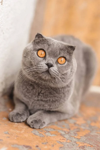 Hermoso Gris Escocés Pliegue Taquigrafía Esponjoso Gato Con Naranja Ojos — Foto de Stock