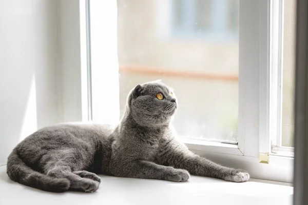Kucing Berbulu Halus Berwarna Abu Abu Skotlandia Yang Cantik Dengan — Stok Foto