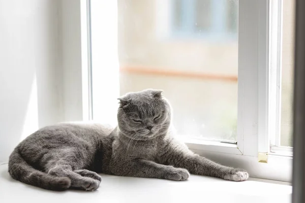 Kucing Berbulu Halus Berwarna Abu Abu Skotlandia Yang Cantik Dengan — Stok Foto