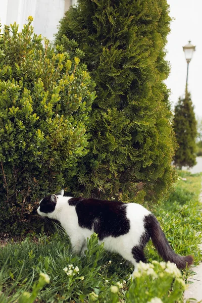 Gato Blanco Negro Sienta Bajo Arbusto Floreciente Verde Afuera Patio —  Fotos de Stock