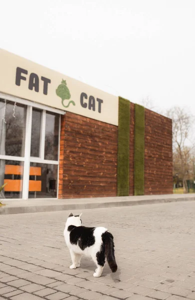 Bezdomovec Černá Bílá Kočka Chodí Ven Blízkosti Kavárny Tlustá Kočka — Stock fotografie