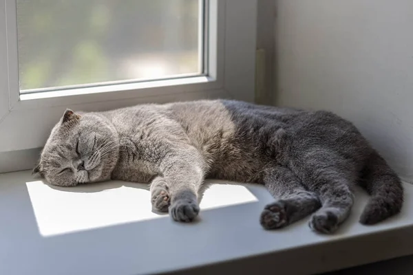 Magnifique Chat Écossais Poil Court Écossais Avec Des Yeux Orange — Photo