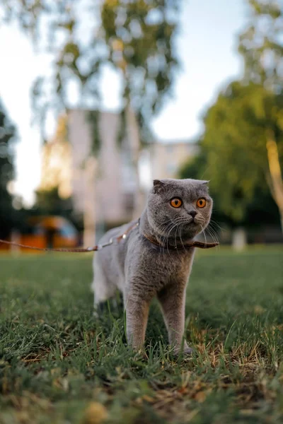 Serious scared Grey Scottish-fold shorthair fluffy cat on leash with orange eyes walking on green grass in evening sunlight. Warm photo toning. Pets care. World cat day.  Walk the cat in park, garden