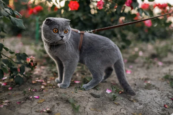 Serious Scared Grey Scottish Fold Shorthair Fluffy Cat Leash Orange — Stock Photo, Image