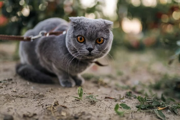 Grave Asustado Gris Escocés Pliegue Taquigrafía Esponjoso Gato Correa Con — Foto de Stock