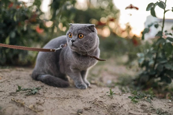 Ernsthaft Verängstigte Graue Schottische Kurzhaarkatze Der Leine Mit Orangefarbenen Augen — Stockfoto