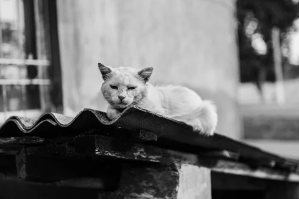 Venku Pod Domem Sedí Brutálně Vážná Chlupatá Bílá Kočka Bez — Stock fotografie