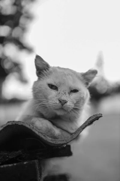 Brutale Obdachlose Flauschige Weiße Katze Abendsonnenlicht Sitzt Unter Dem Haus — Stockfoto