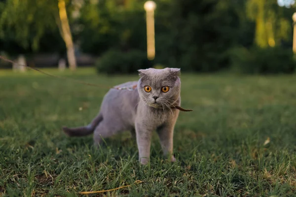 Serious Scared Grey Scottish Fold Shorthair Fluffy Cat Leash Orange — Stock Photo, Image