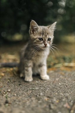 Çizgili, küçük, yalnız, sevimli, sevimli, evsiz kedi yavrusu ne yazık ki yoldan geçenleri seyrediyor ve hevesle başını kaldırıyor. Evsiz hayvanları koruma kavramı. Sokağa atılan kedi yavrusu hastalandı.