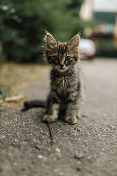 Listrado Pouco Brincalhão Solitário Bonito Sem Teto Gatinho Infelizmente Senta — Fotografia de Stock