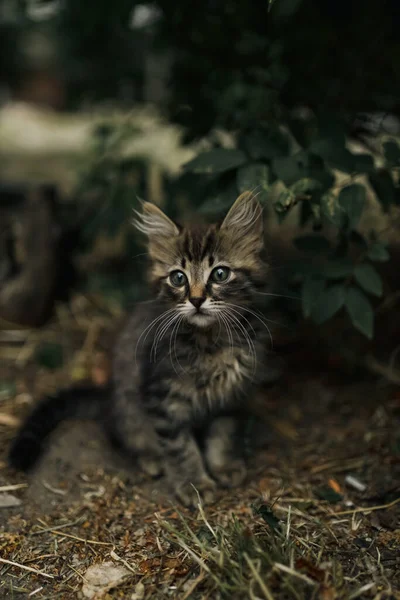 被剥光衣服的可爱的 孤独的 无家可归的小猫咪悲伤地坐在小径上看着路人 热情洋溢地抬头看 保护无家可归动物的概念 小猫被扔到街上 — 图库照片