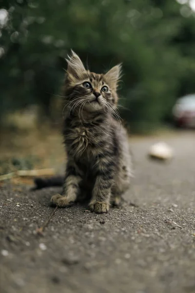 Listrado Pouco Brincalhão Solitário Bonito Sem Teto Gatinho Infelizmente Senta — Fotografia de Stock