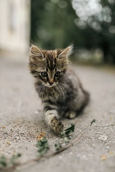 Striped Little Playful Lonely Cute Homeless Kitten Sadly Sits Path — Stock Photo, Image