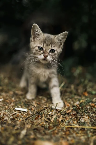 Listrado Pouco Brincalhão Solitário Bonito Sem Teto Gatinho Infelizmente Senta — Fotografia de Stock