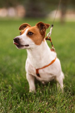 Saf kan Jack Russel Terrier 'in portresi tasmalı yeşil çim çayırında, yaz günü dünyayı keşfediyor dışarı bakıyor, sırıtıyor komutayı bekliyor, iyi dostum.  