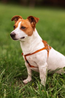 Eğitimli teriyer Jack Russel 'in portresi tasmalı, yeşil çim çayırında oturuyor, yaz günü dünyayı keşfediyor dışarı bakıyor, emirler için gülümsüyor, iyi dostum.  
