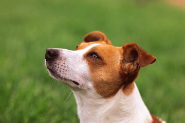 Eğitimli, tapılası, tapılası Jack Russel Terrier köpeğinin yakın plan portresi doğada yeşil çim çayırında, yaz günü dünyayı keşfeder.