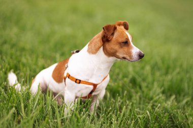 Portrait of trained purebred Jack Russel Terrier dog outdoors in the nature on green grass meadow,  summer day discovers the world looking aside stick out, smiling waiting for command, good friend  