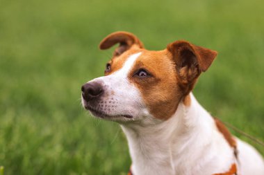 Eğitimli, tapılası, tapılası Jack Russel Terrier köpeğinin yakın plan portresi doğada yeşil çim çayırında, yaz günü dünyayı keşfeder.