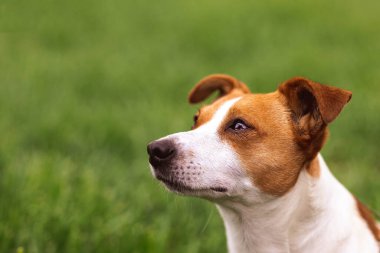 Eğitimli, tapılası, tapılası Jack Russel Terrier köpeğinin yakın plan portresi doğada yeşil çim çayırında, yaz günü dünyayı keşfeder.