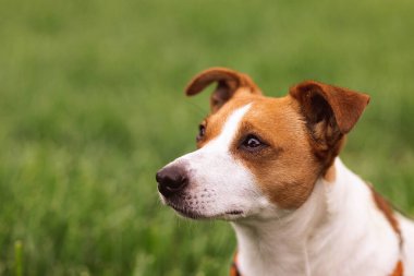 Eğitimli, tapılası, tapılası Jack Russel Terrier köpeğinin yakın plan portresi doğada yeşil çim çayırında, yaz günü dünyayı keşfeder.