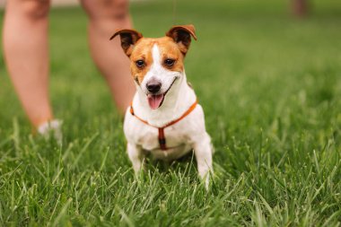 Saf kan Jack Russel Terrier 'in portresi tasmalı yeşil çim çayırında, yaz günü dünyayı keşfediyor dışarı bakıyor, sırıtıyor komutayı bekliyor, iyi dostum.  