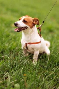 Saf kan Jack Russel Terrier 'in portresi tasmalı yeşil çim çayırında, yaz günü dünyayı keşfediyor dışarı bakıyor, sırıtıyor komutayı bekliyor, iyi dostum.  