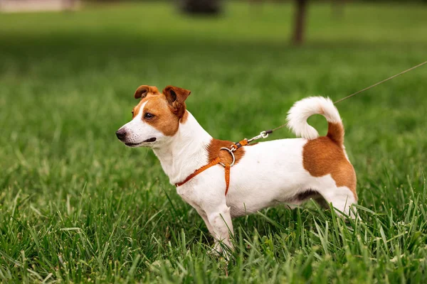 Portrait Trained Purebred Jack Russel Terrier Dog Outdoors Leash Sits — Stok Foto