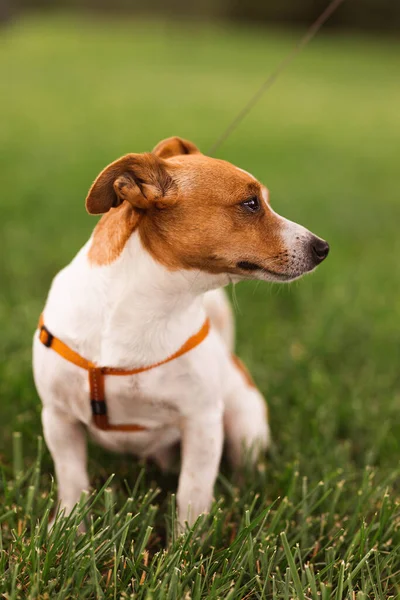 Portrait of trained purebred Jack Russel Terrier dog outdoors in the leash sits, green grass meadow,  summer day discovers the world looking aside stick out, smiling waiting for command, good friend