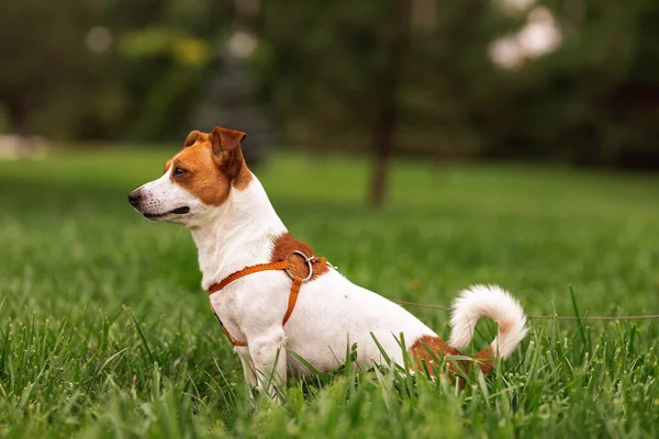 Portrait Trained Purebred Jack Russel Terrier Dog Outdoors Leash Sits — Stok Foto
